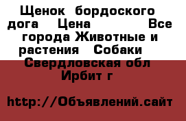 Щенок  бордоского  дога. › Цена ­ 60 000 - Все города Животные и растения » Собаки   . Свердловская обл.,Ирбит г.